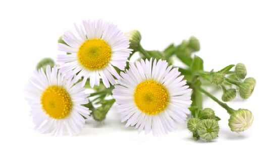 Intense contains chamomile extract