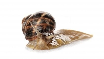 Intense contains snail mucin